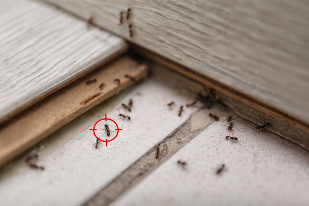 Best Cockroach Control Services  in Twinsburg, OH