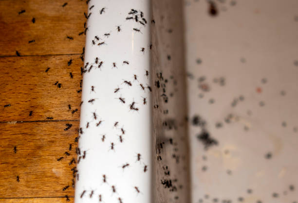 Best Affordable Pest Control Services  in Twinsburg, OH